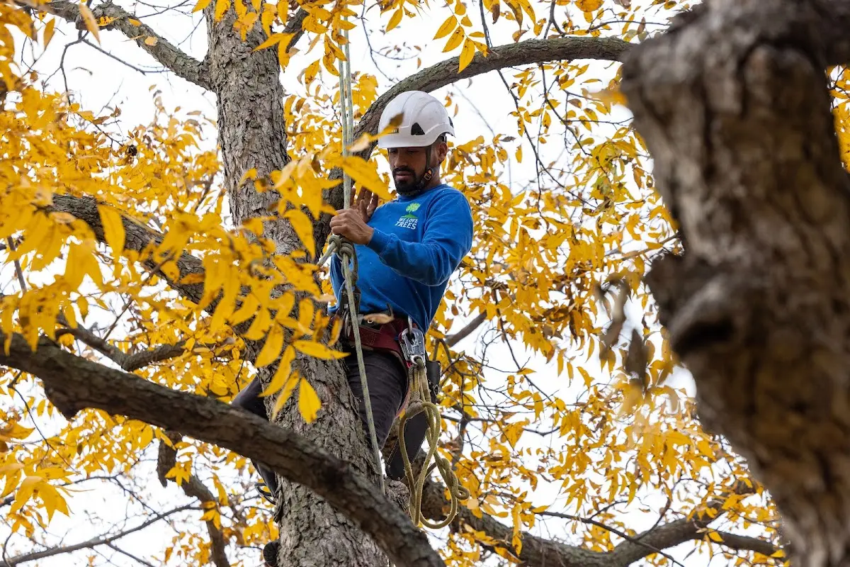 Skilled Tree Transplanting crew working in Powderly