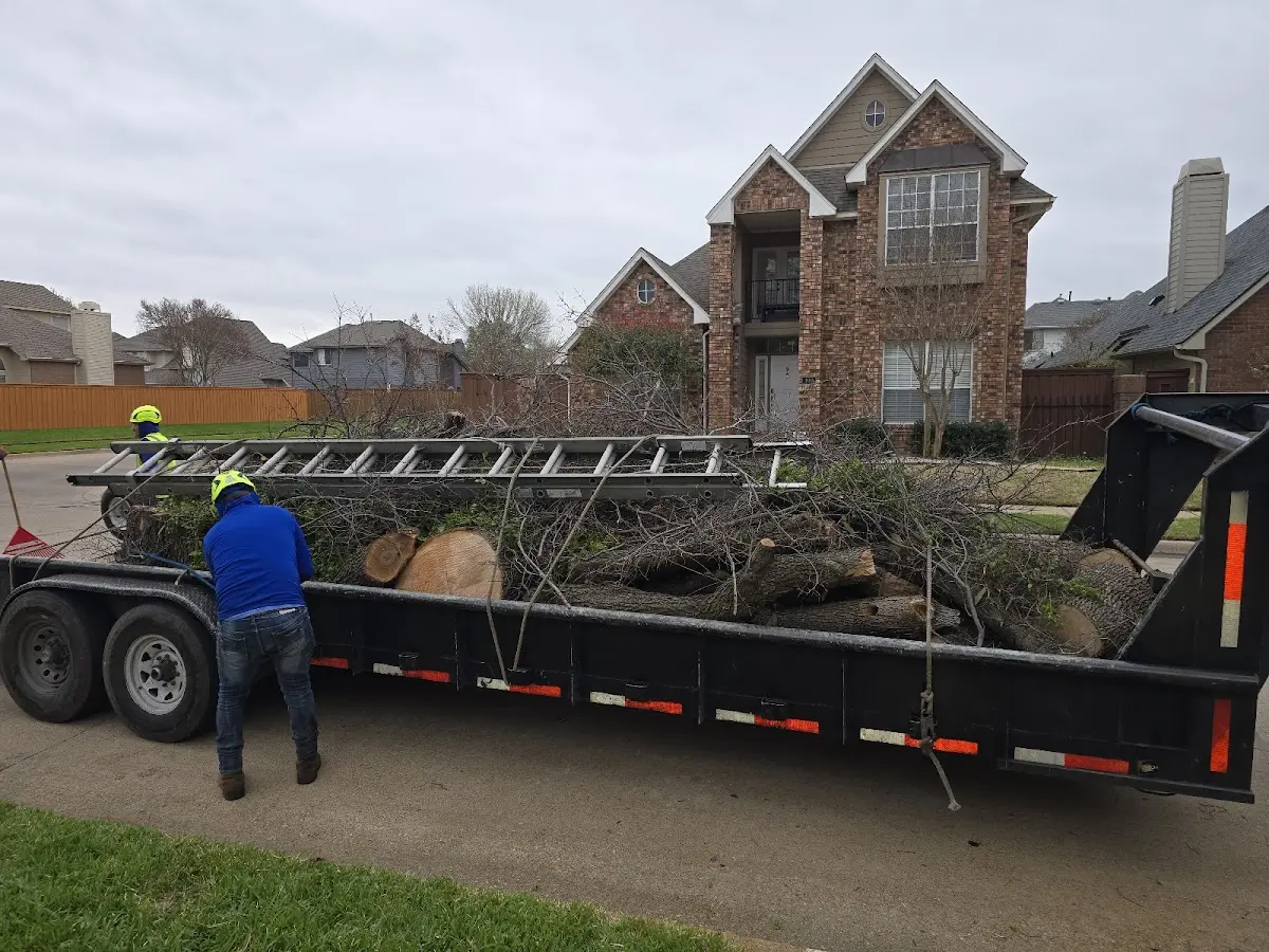 Expert Tree Removal with proper safety equipment in Powderly
